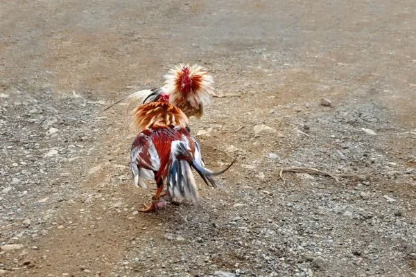 Đá Gà Miền Nam