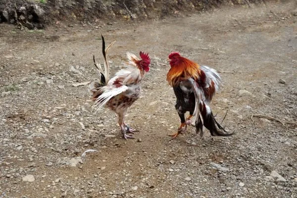 Đá Gà Miền Nam