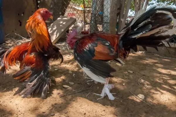 Đá Gà Trực Tuyến