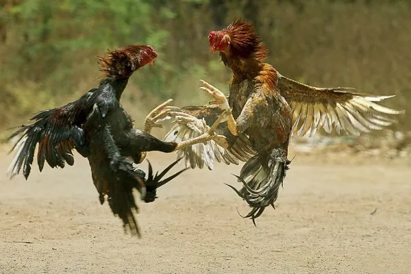 Đá Gà Trực Tuyến